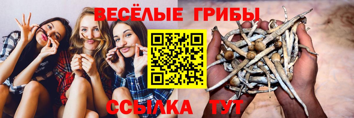 Псилоцибиновые грибы GOLDEN TEACHER Сосновоборск